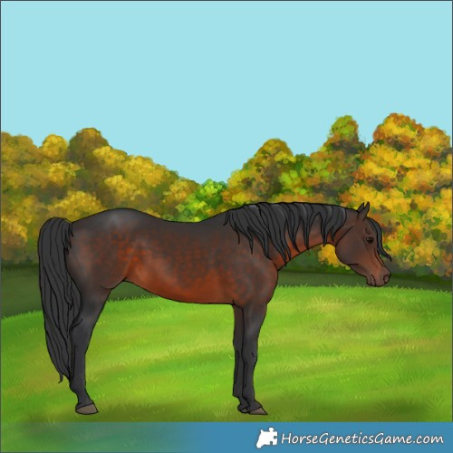 Horse Color:Brown 