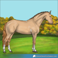Horse Color:Red Dun Tobiano 