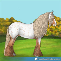 Horse Color:Red Roan Splash Appaloosa 