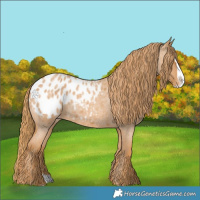 Horse Color:Red Roan Splash Appaloosa 