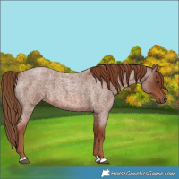 Horse Color:Red Roan 
