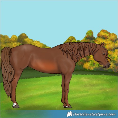 Horse Color:Chestnut 