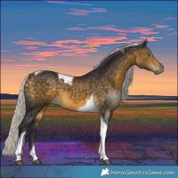 Horse Color:Silver Buckskin Tobiano