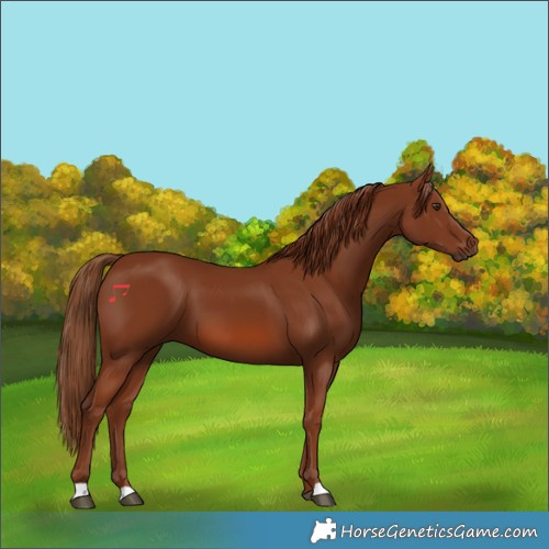 Horse Color:Chestnut 