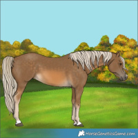 Horse Color:Chocolate Palomino 