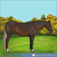 Horse Color:Liver Chestnut