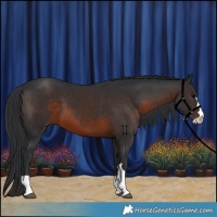 Horse Color:Brown 