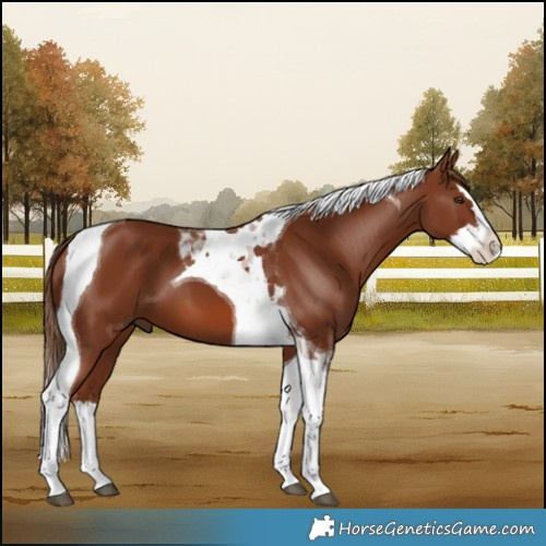 Horse Color:Chestnut Splash Tobiano
