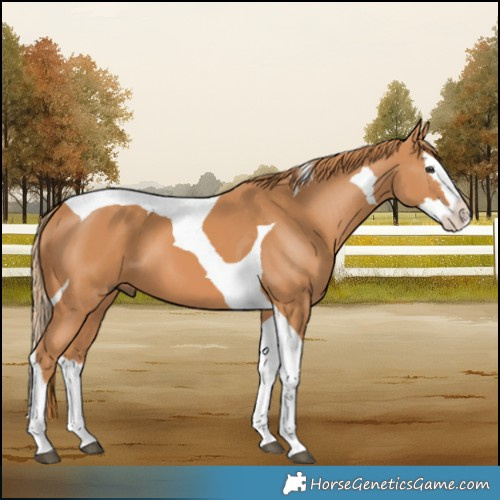Horse Color:Chestnut Splash Tobiano