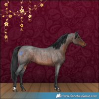 Horse Color:Brown Roan 