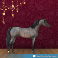 Horse Color:Brown Roan
