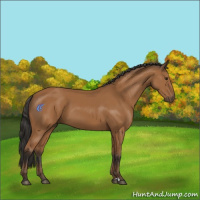 Horse Color:Bay 