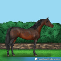 Horse Color:Brown 