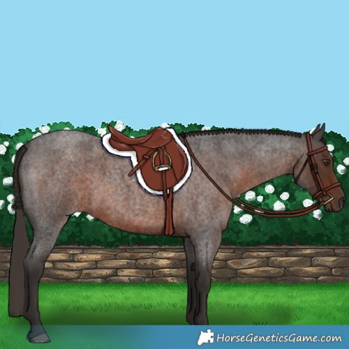 Horse Color:Liver Red Roan 