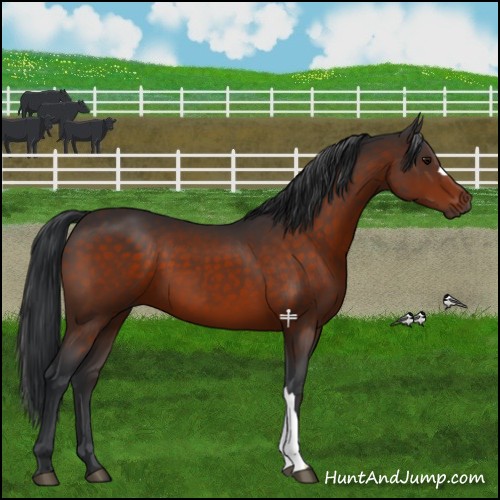 Horse Color:Brown 