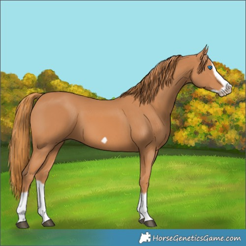 Horse Color:Chestnut Splash Frame 