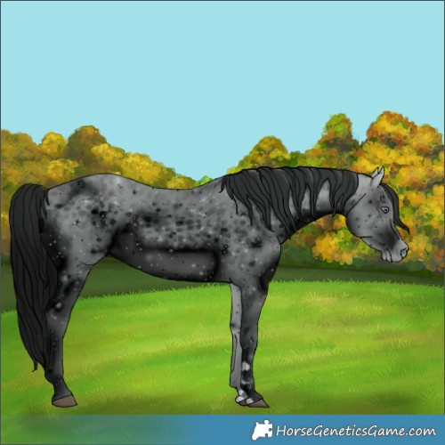 Horse Color:ERROR: UNKNOWN ANOMALY