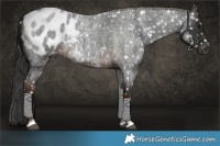 Horse Color:Gray Chocolate Palomino Roan Tobiano Blanket 