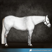 Horse Color:Gray Chocolate Palomino Roan Tobiano Appaloosa 