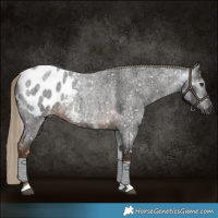 Horse Color:Gray Chocolate Palomino Roan Tobiano Appaloosa