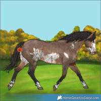 Horse Color:Brown Dun and Brown Dun Frame