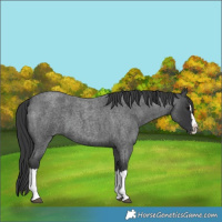 Horse Color:Blue Roan Splash 