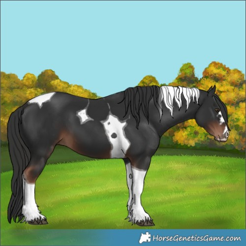Horse Color:Liver Chestnut Tobiano 