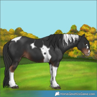 Horse Color:Liver Chestnut Tobiano 