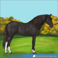 Horse Color:Liver Chestnut Tobiano 