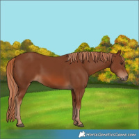 Horse Color:Chestnut 