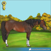 Horse Color:Bay Tobiano Rabicano