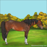 Horse Color:Bay Tobiano Rabicano 