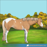 Horse Color:Chestnut Tobiano Rabicano 