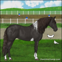 Horse Color:Liver Chestnut Tobiano