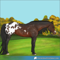 Horse Color:Liver Chestnut Appaloosa 