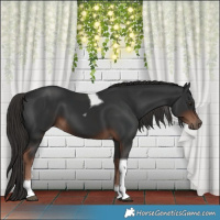 Horse Color:Liver Chestnut Tobiano 