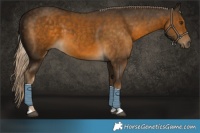 Horse Color:Chocolate Palomino Tobiano 