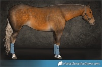 Horse Color:Chocolate Palomino Tobiano 