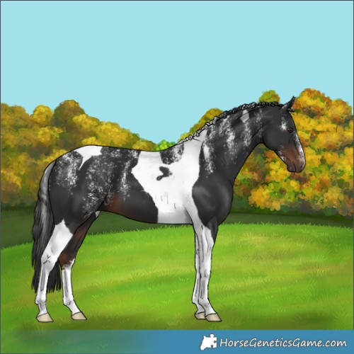 Horse Color:Powder White Liver Chestnut Tobiano 