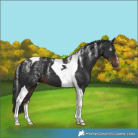 Horse Color:Powder White Liver Chestnut Tobiano 