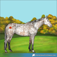 Horse Color:Bay Dun  and Gray Bay Dun 