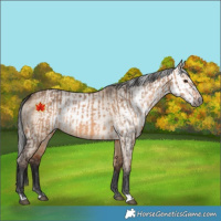 Horse Color:Bay Dun  and Gray Bay Dun 