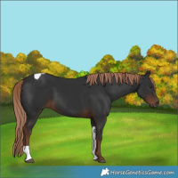 Horse Color:Liver Chestnut Tobiano 