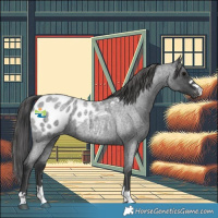 Horse Color:Blue Roan Appaloosa 