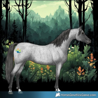 Horse Color:Blue Roan Appaloosa 