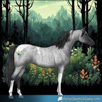 Horse Color:Blue Roan Tobiano 