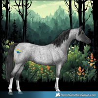 Horse Color:Blue Roan Tobiano 