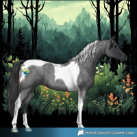 Horse Color:Blue Roan Tobiano 