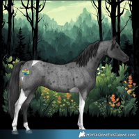 Horse Color:Blue Roan Tobiano 