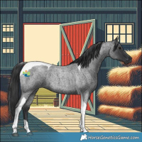 Horse Color:Blue Roan Tobiano 